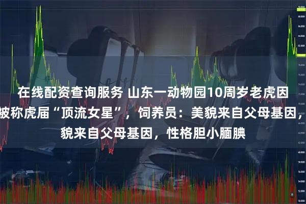 在线配资查询服务 山东一动物园10周岁老虎因美貌火出圈，被称虎届“顶流女星”，饲养员：美貌来自父母基因，性格胆小腼腆